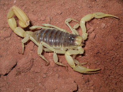 hadrurus-arizonensis-6-4-2012.jpg