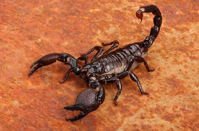 skorpion-01.jpg