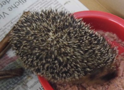 Forn_Igel.jpg