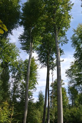Erzählkosmos 6.jpg