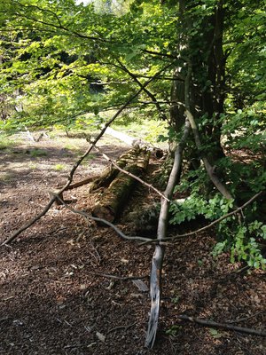 Erzählkosmos 7.jpg